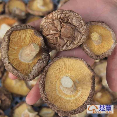 湖北宜昌剪脚香菇新货大香菇干货500g低价散装 基地自产自销