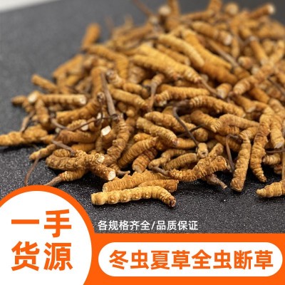 冬虫夏草冻干草精品断虫草批发规格资质齐全诚招代理