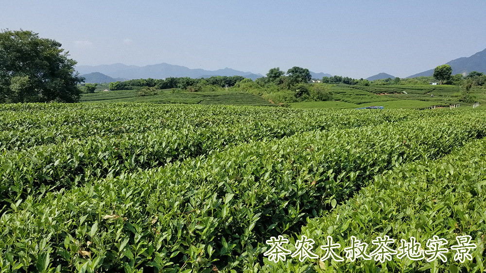 茶农大叔茶地2.jpg