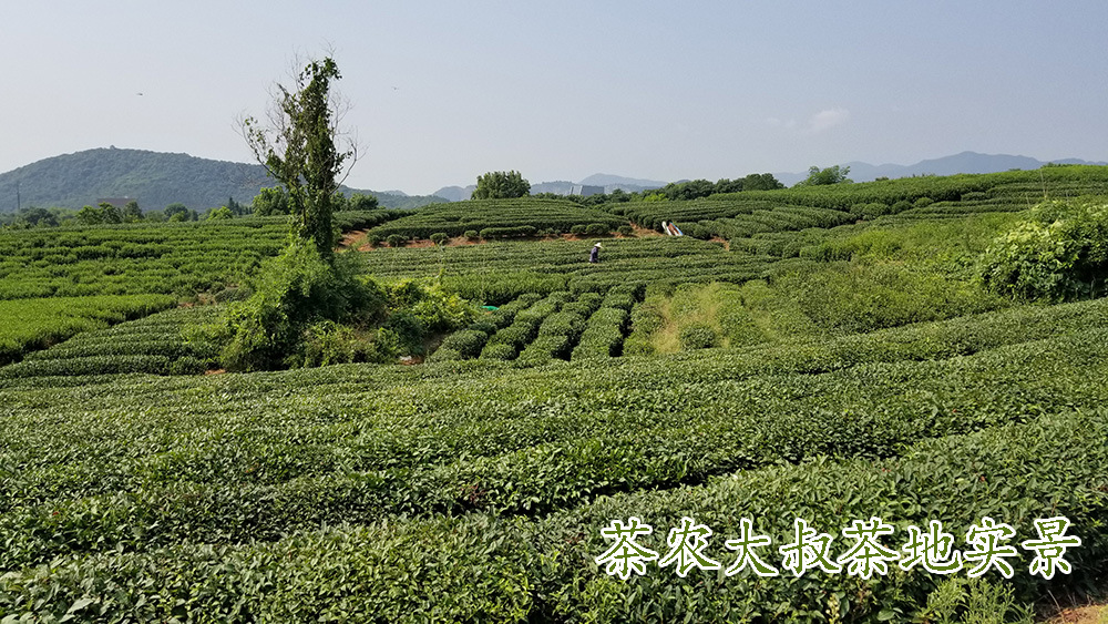 茶农大叔茶地8.jpg