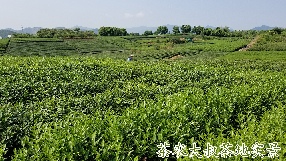 茶农大叔茶地5.jpg