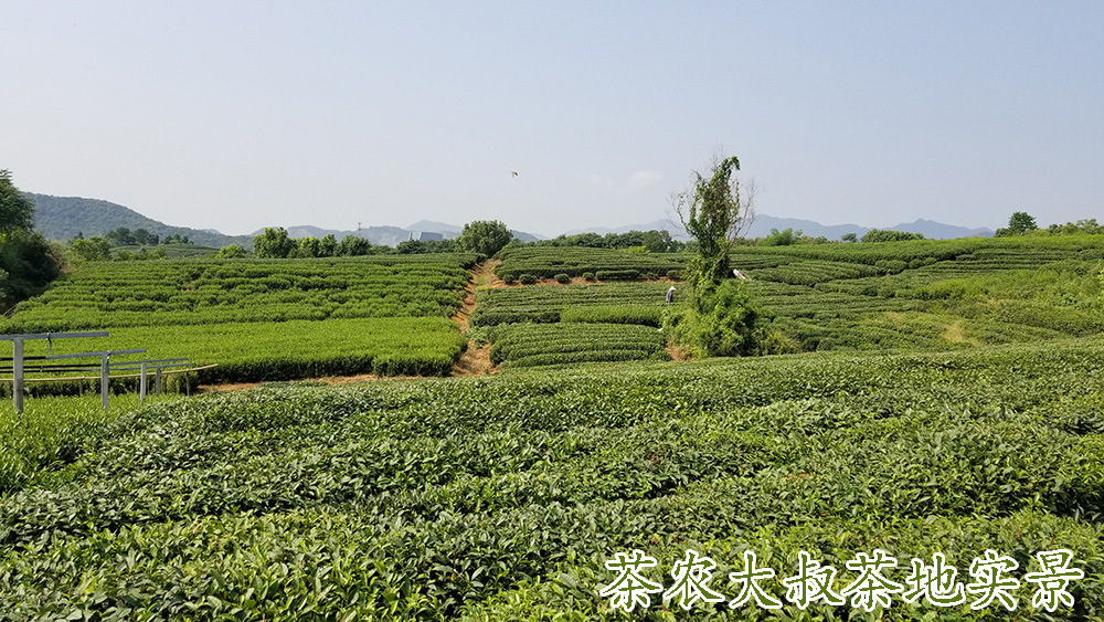 茶农大叔茶地3.jpg