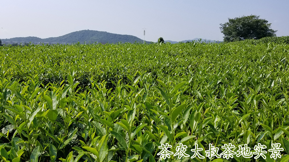 茶农大叔茶地4.jpg