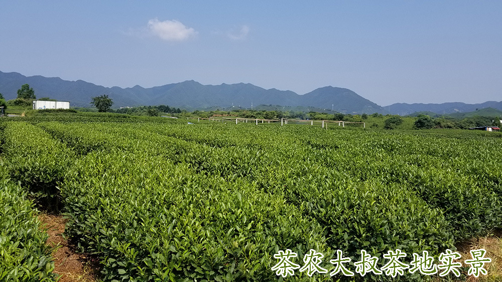 龙井茶叶基地800