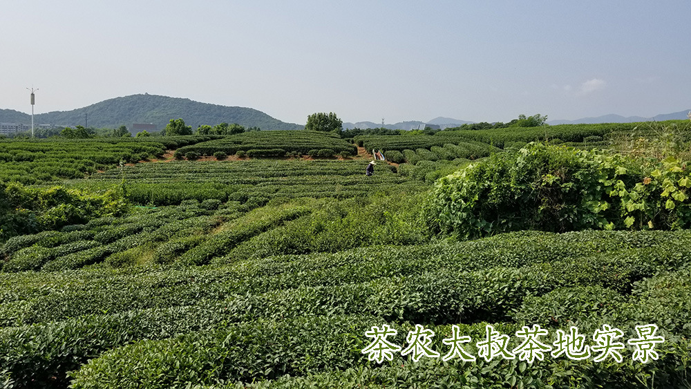 茶农大叔茶地10.jpg