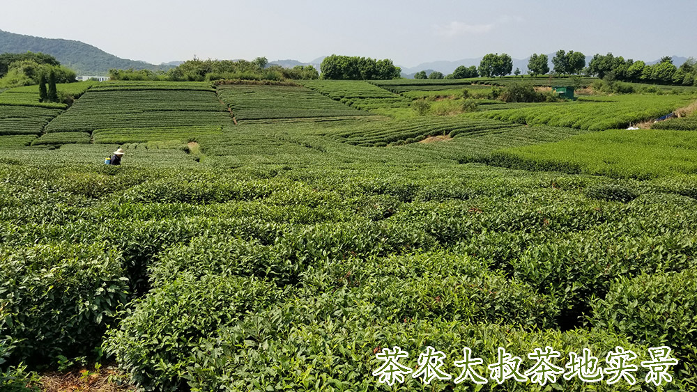 茶农大叔茶地7.jpg