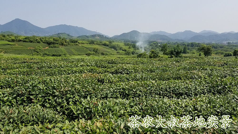 茶农大叔茶地5.jpg