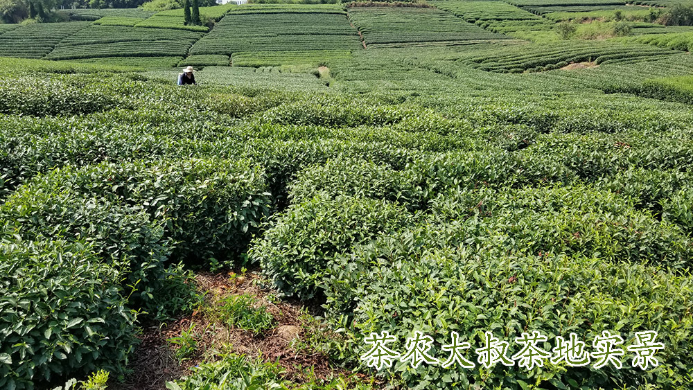 茶农大叔茶地9.jpg