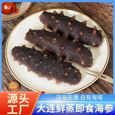 大连海参批发 新品鲜蒸即食海参大连辽刺参鲜食海参口感硬实