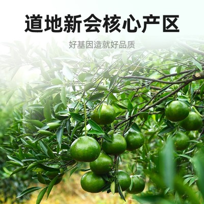 杞里香新会陈皮丝盒装85g瓶装道地十年老陈年干陈皮茶江 门橘子皮