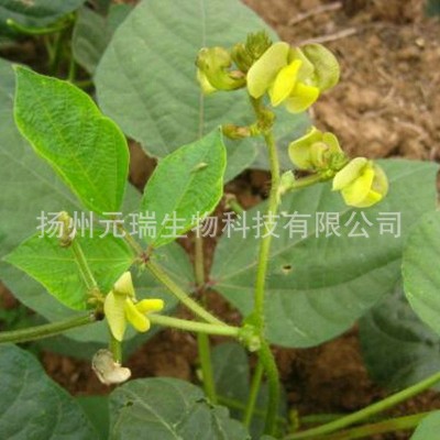 元瑞供应绿豆发酵液 洗化用品绿豆提取原料 植物提取液厂家批发